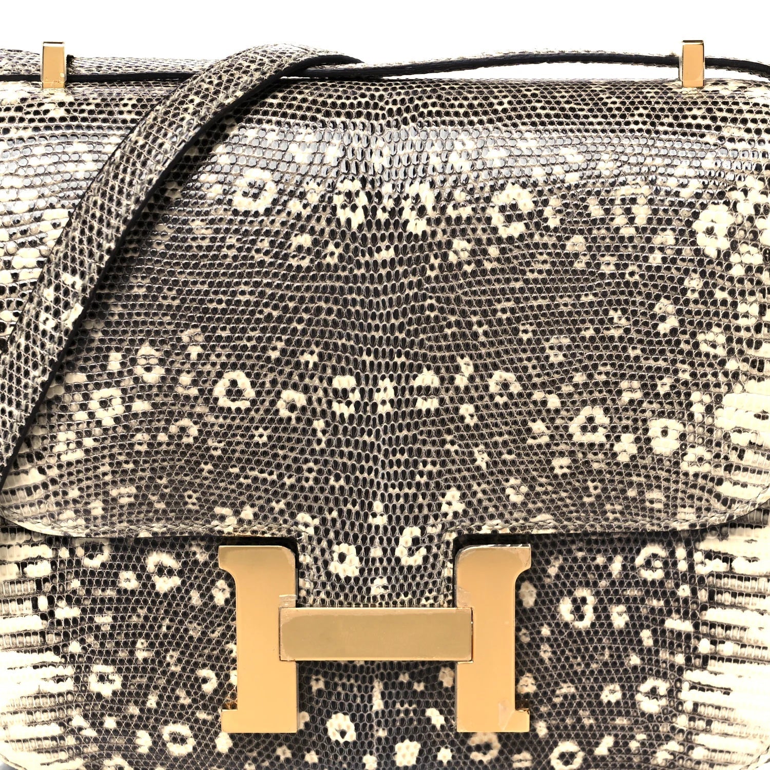 Lizard Constance 18 Ombre