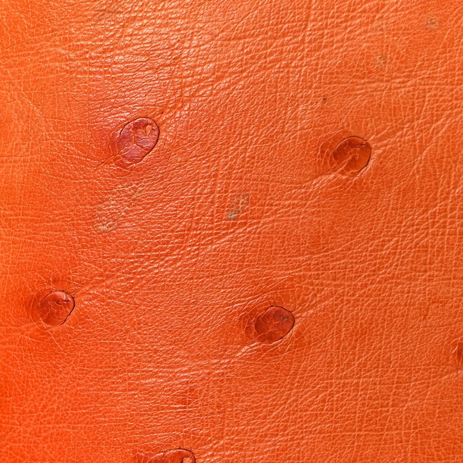 Ostrich Alma BB Piment